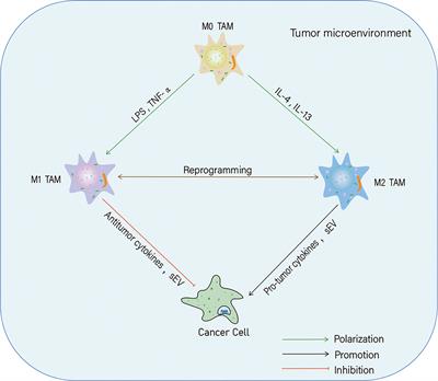 Crosstalk among long non-coding RNA, tumor-associated macrophages and small extracellular vesicles in tumorigenesis and dissemination